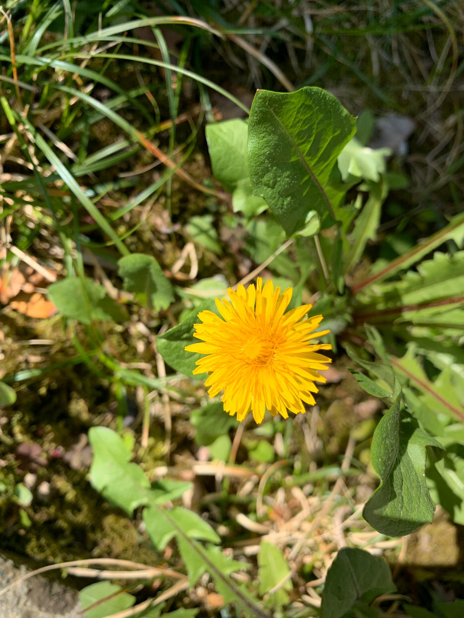 Annexe WhatsApp Image 2020-04-02 at 15.20.59 (1).jpeg