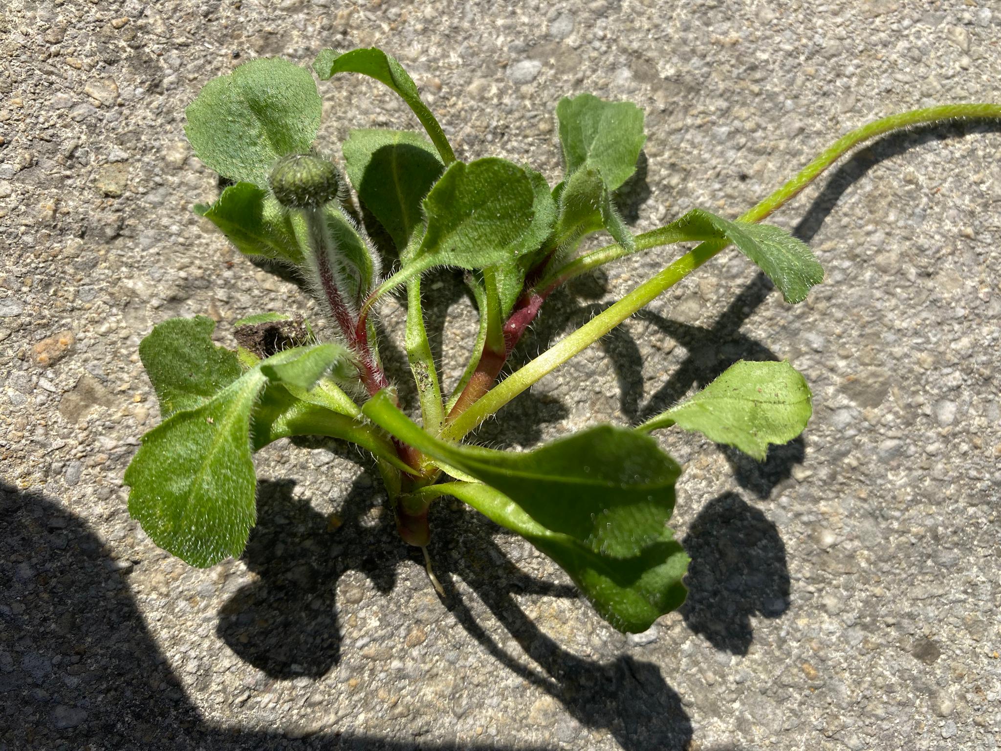 Annexe WhatsApp Image 2020-04-02 at 15.21.05-2.jpeg