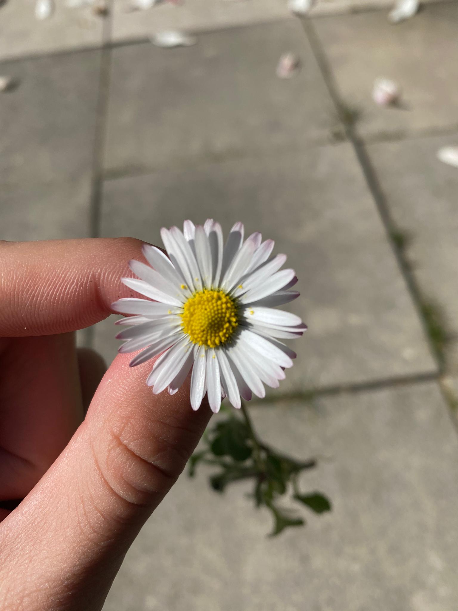 Annexe WhatsApp Image 2020-04-02 at 15.21.06.jpeg