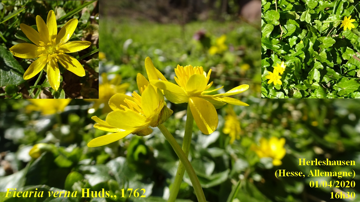 Annexe Ficaire-JLP.JPG