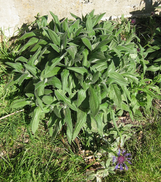 Annexe 1 Centaurée Buisson.JPG