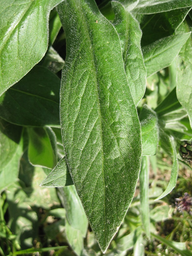 Annexe 2 Centaurée Feuille.JPG