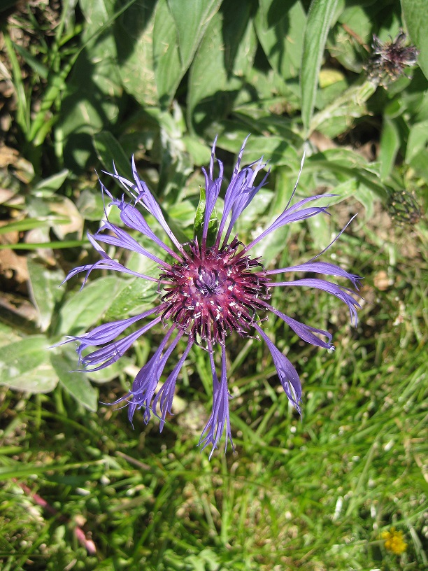 Annexe 3 Centaurée Fleur.JPG