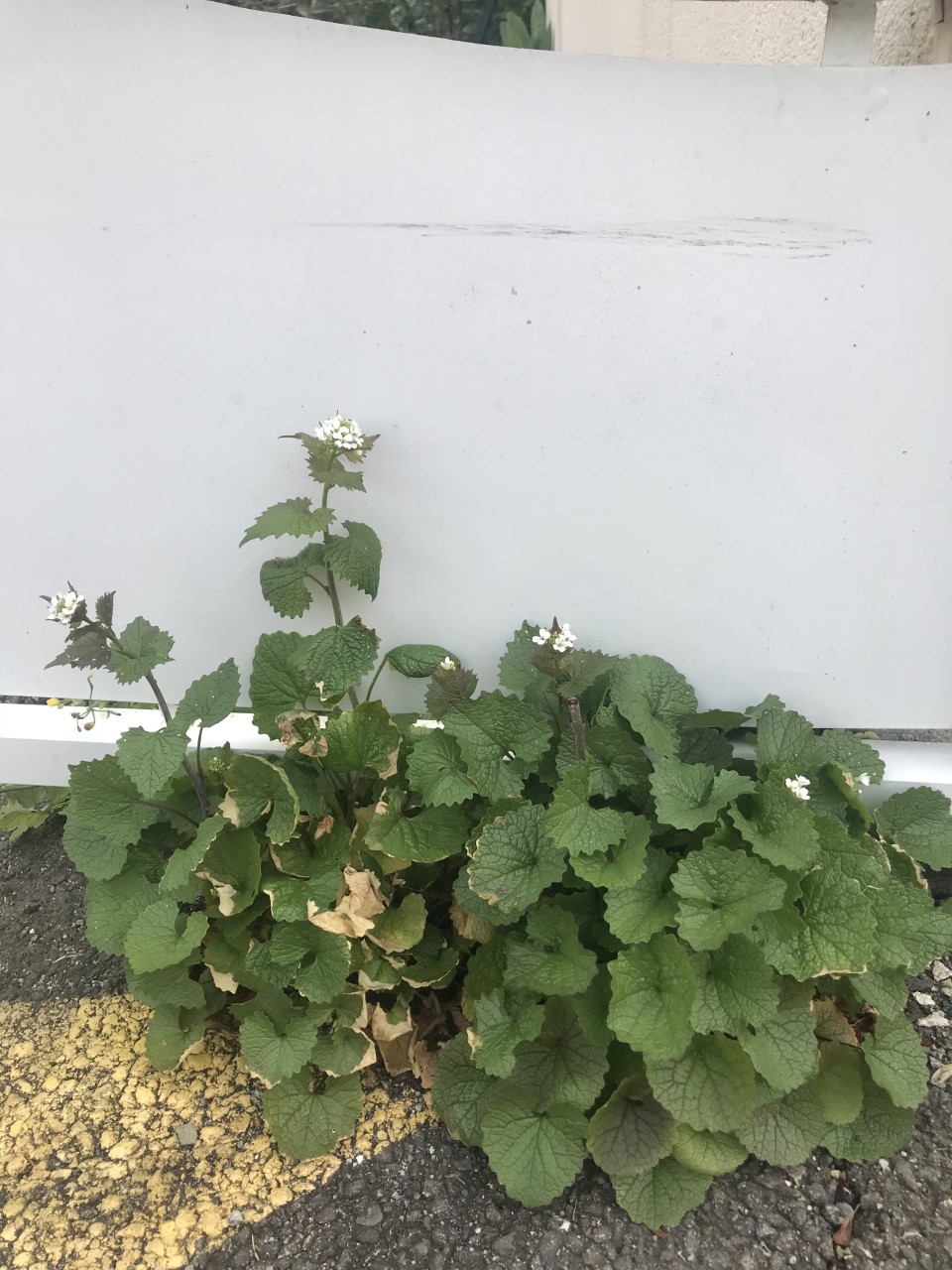 Annexe Alliaire ensemble.jpg