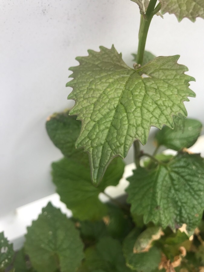 Annexe Alliaire feuille.jpg