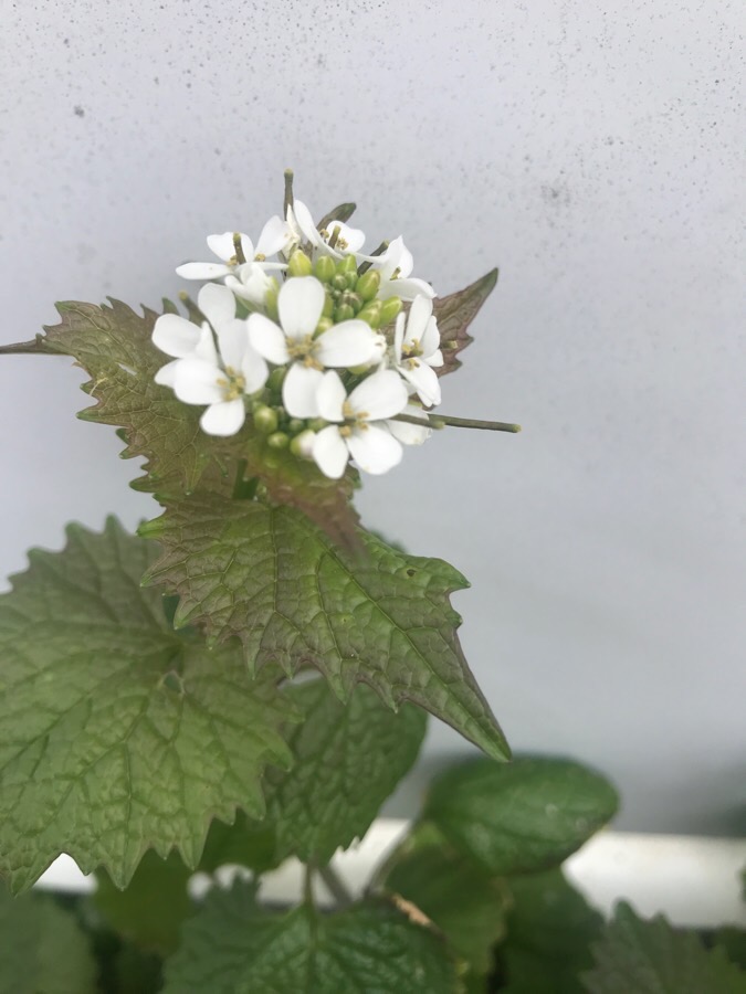 Annexe Alliaire fleur.jpg