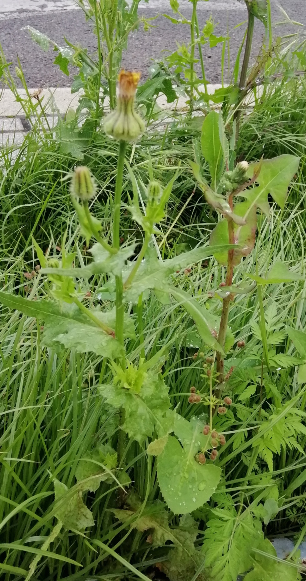 Annexe IMG_20200402_134531.jpg