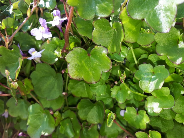 Annexe cymbalaire1.jpg