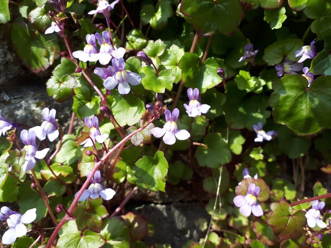 Annexe cymbalaire2.jpg