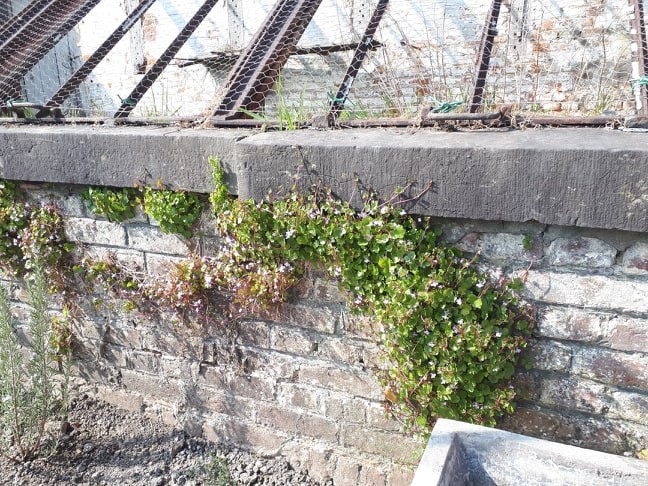 Annexe cymbalaire4.jpg