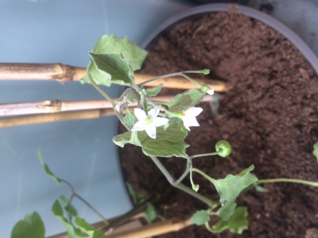 Annexe Solanum 2.JPG