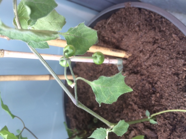 Annexe Solanum 3.JPG