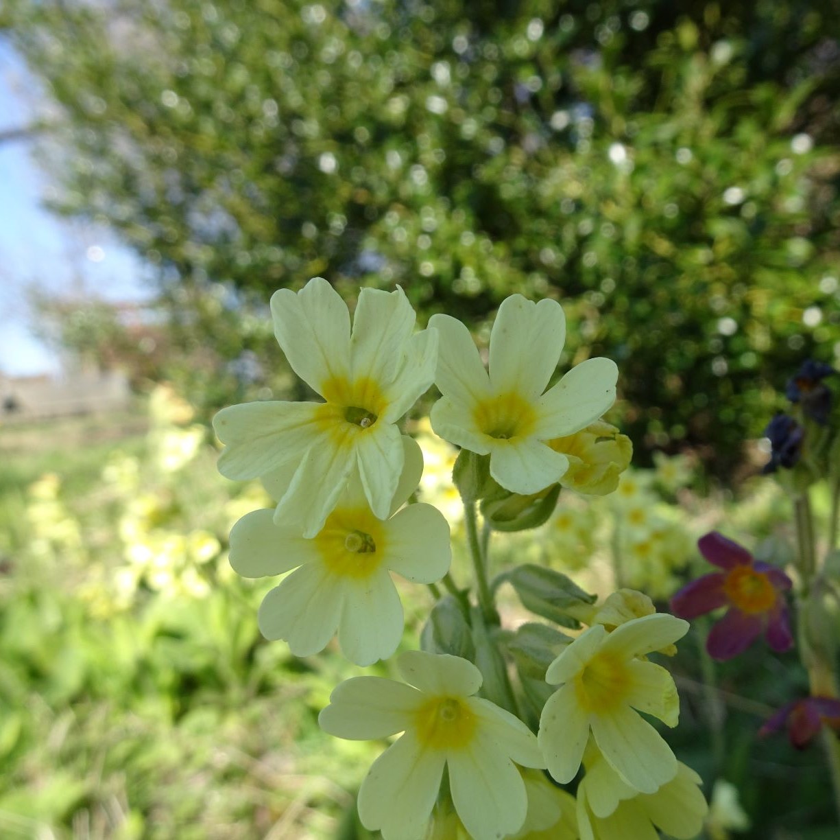 Annexe DSC01110..JPG