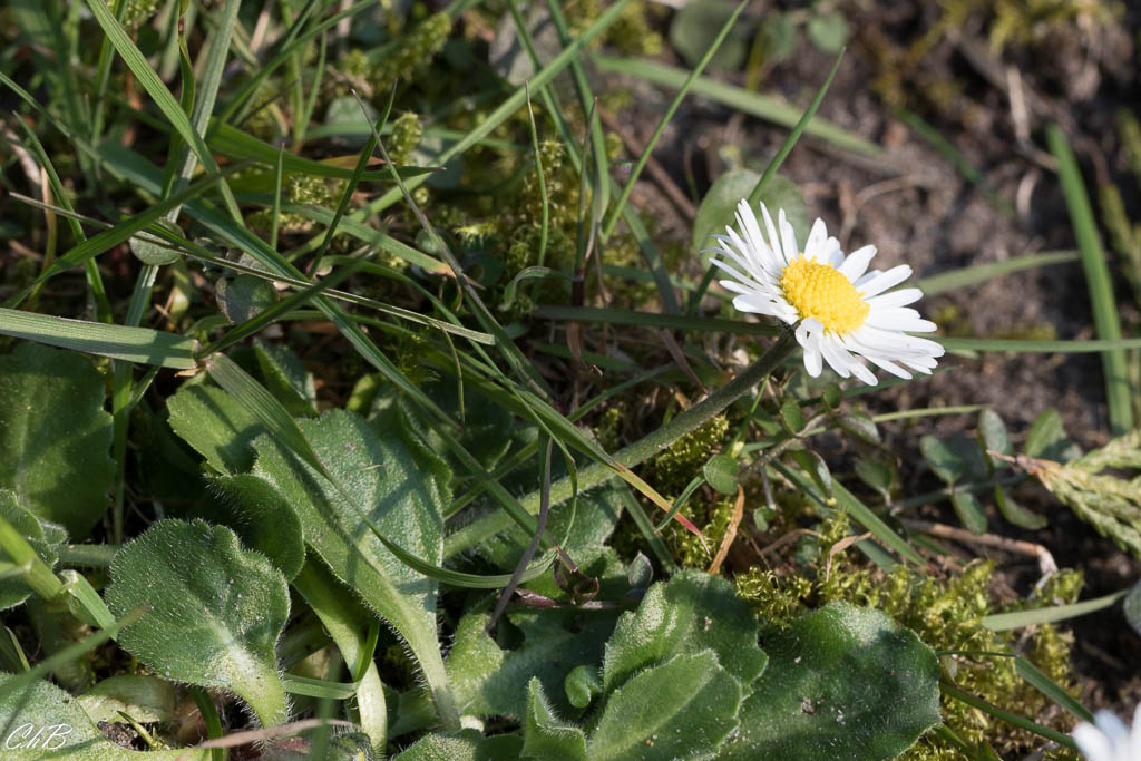 Annexe paquerette1.jpg