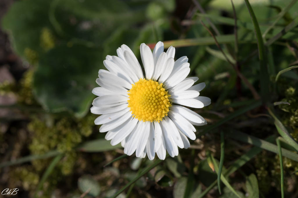 Annexe paquerette2.jpg