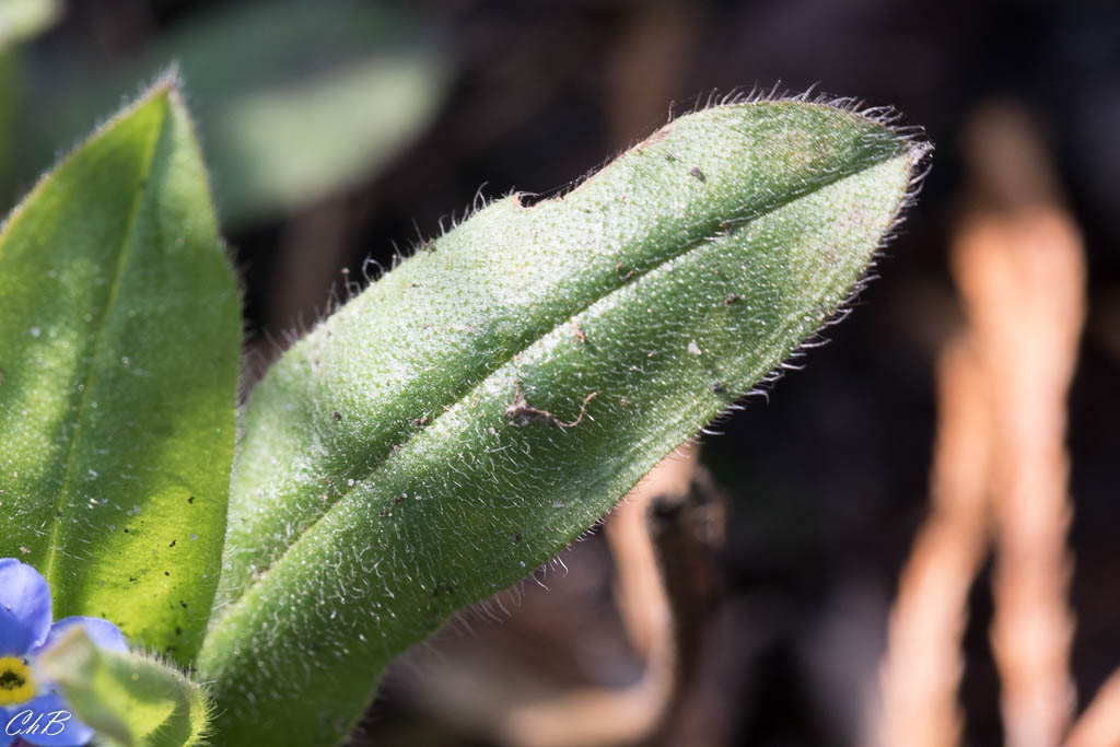 Annexe paquerette3.jpg