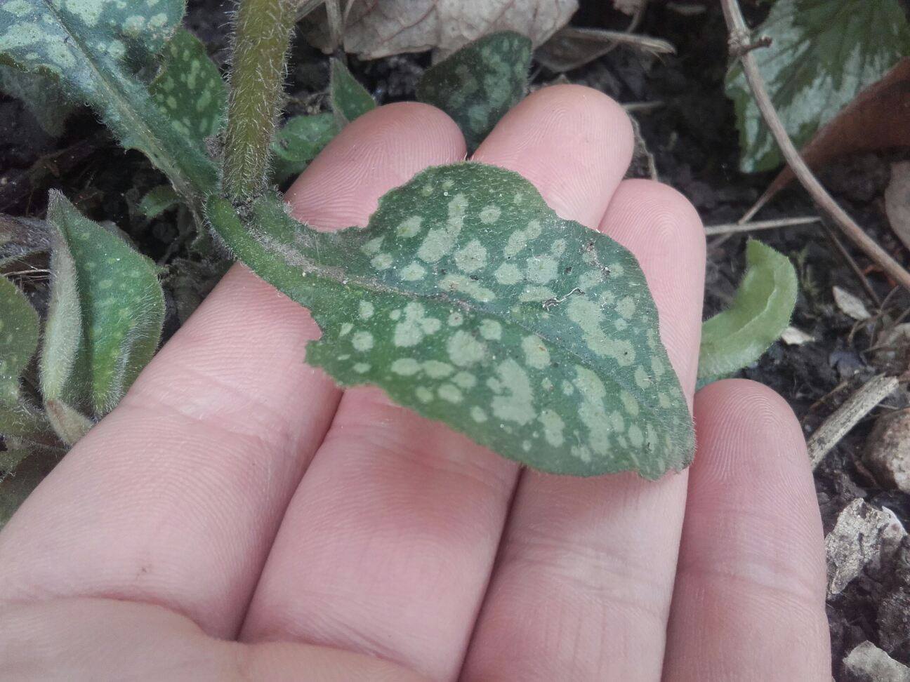 Annexe 91465805_569853726957341_7835840327410778112_n.jpg