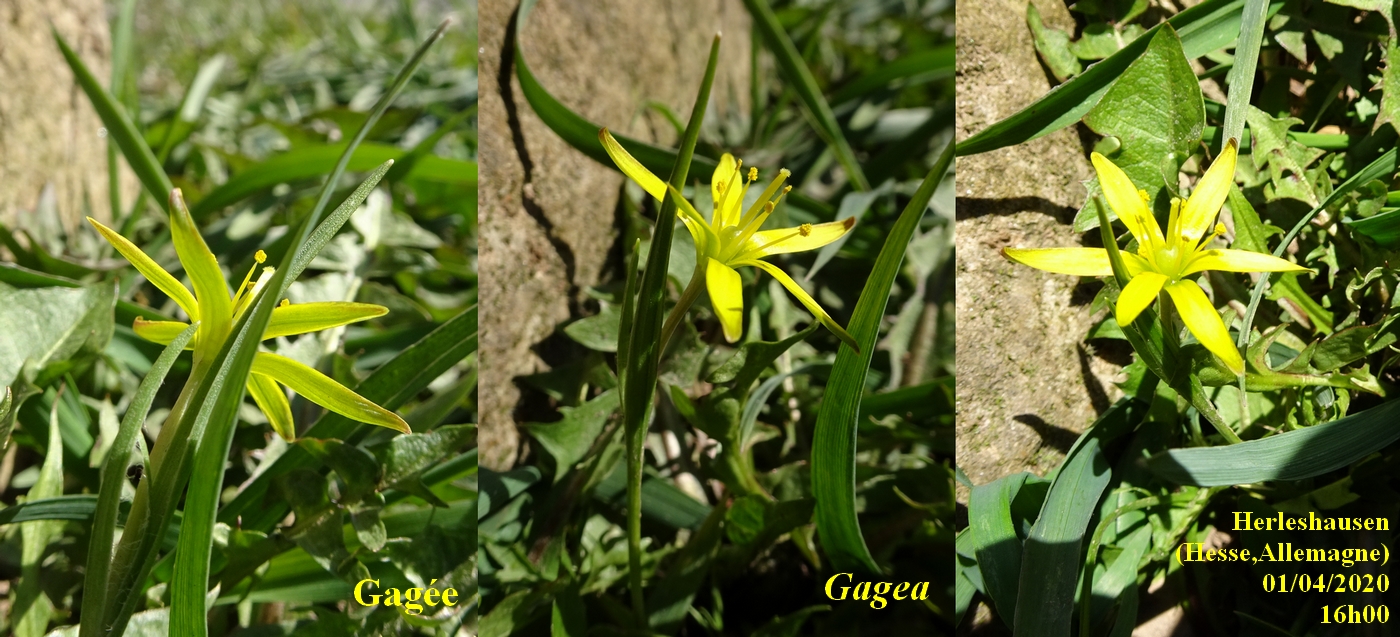 Annexe 2-Gagée-JLP.jpg