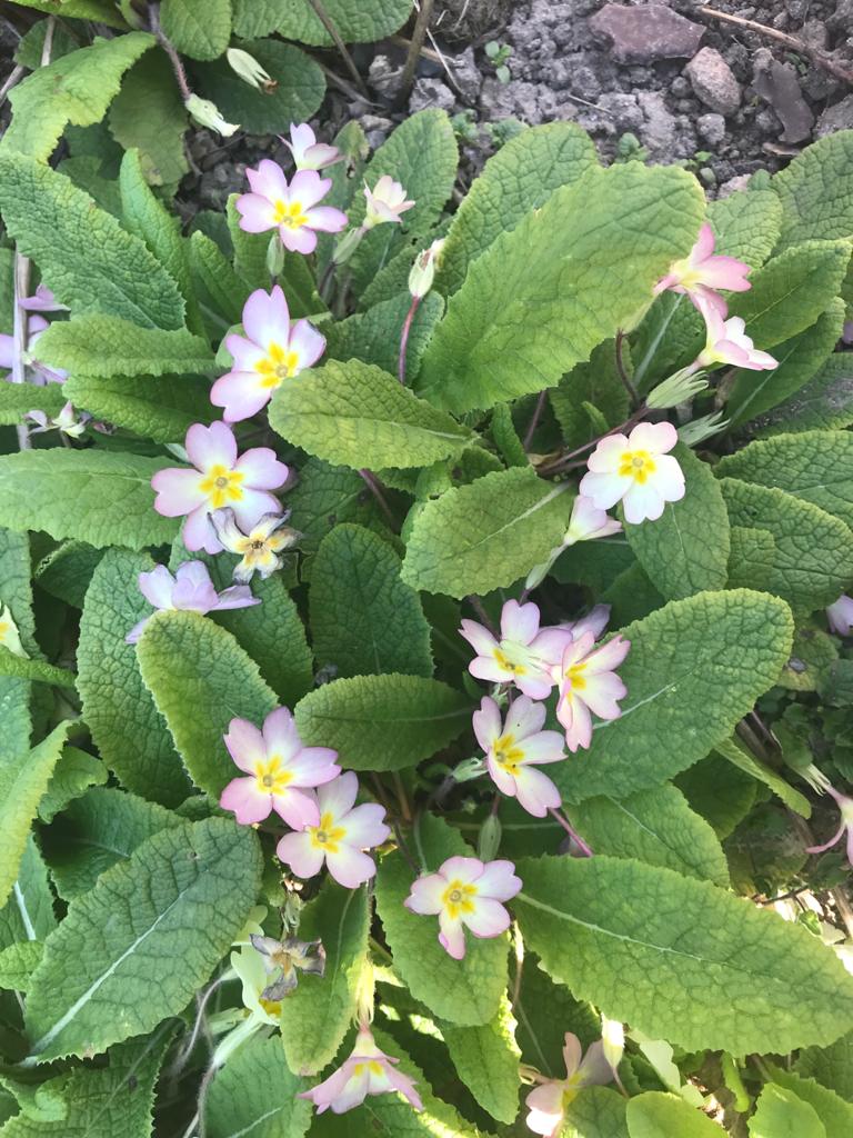 Annexe WhatsApp Image 2020-04-02 at 15.43.19.jpeg