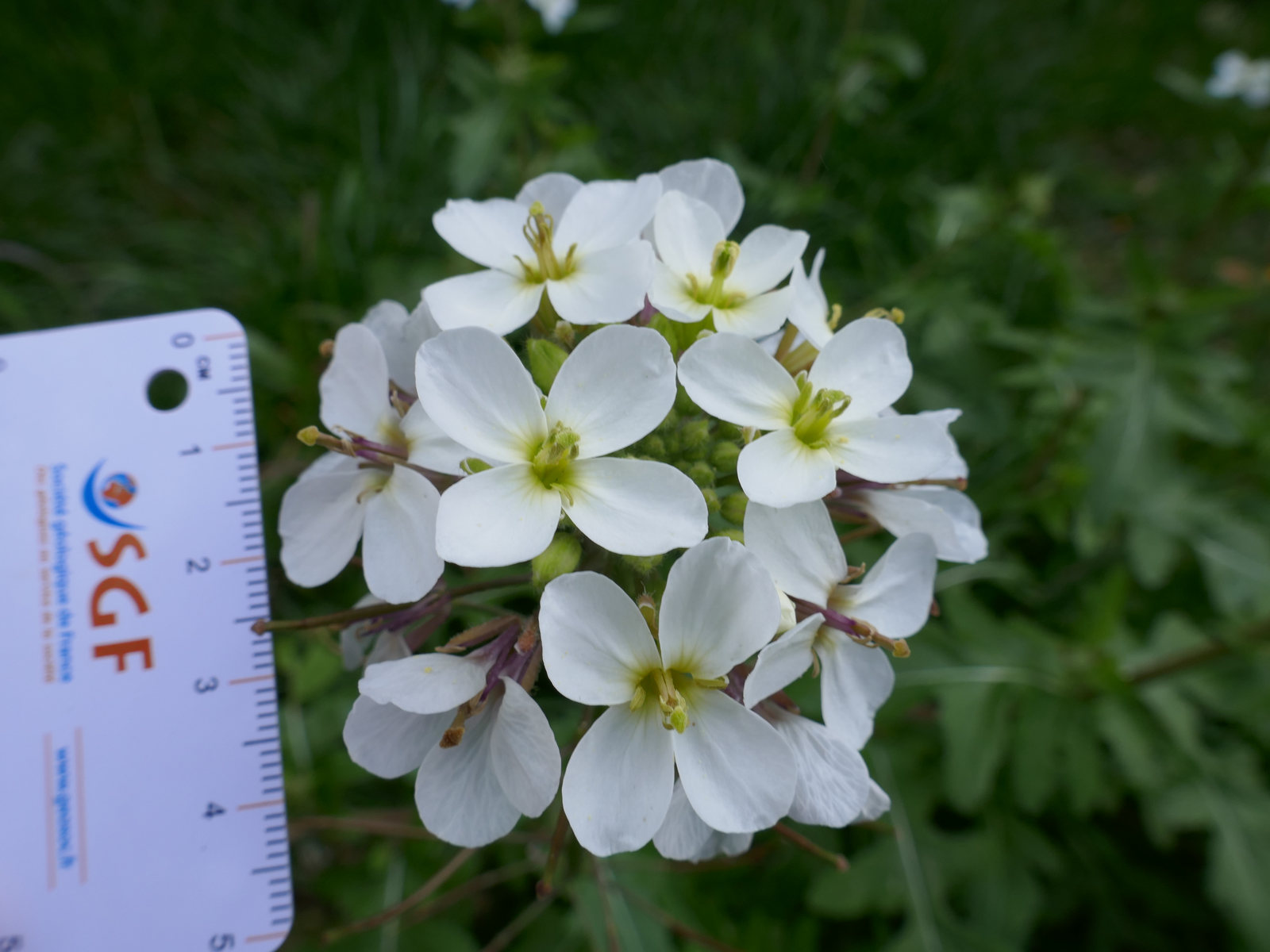 Annexe Détail inflorescence.jpg