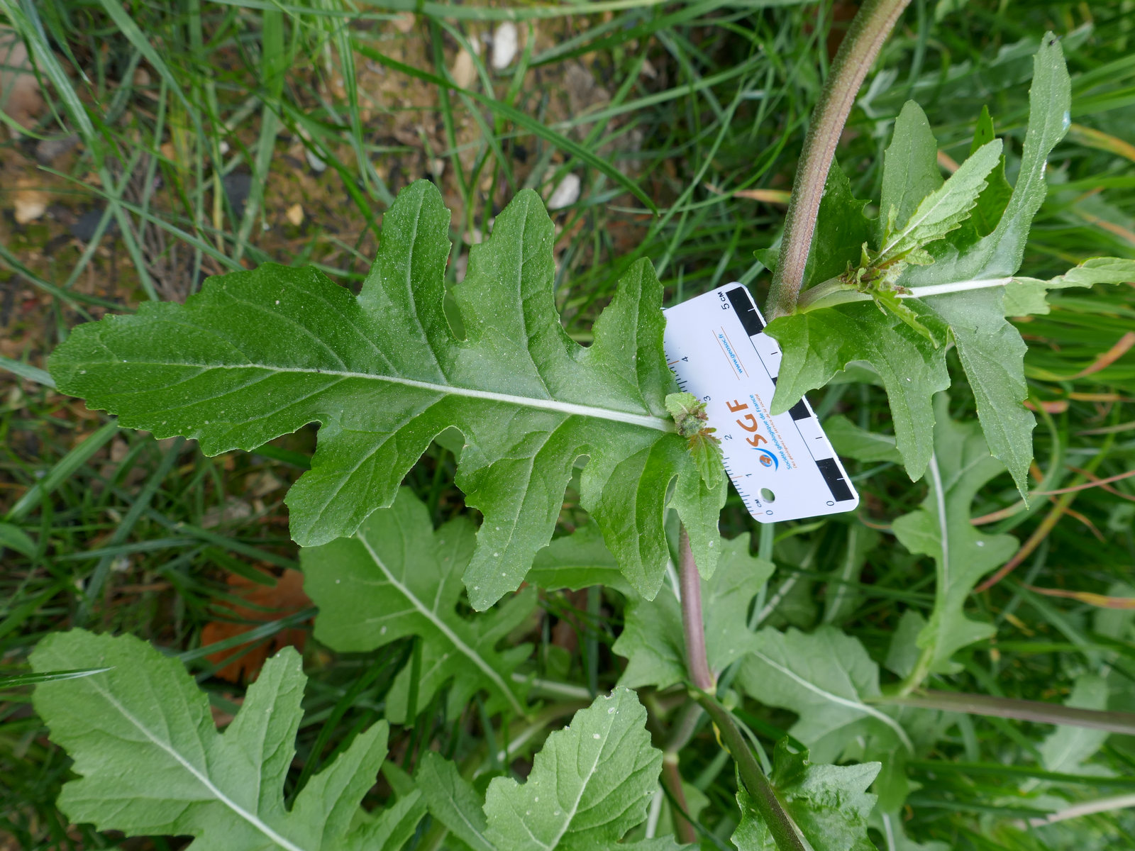 Annexe Feuille à mi hauteur.jpg