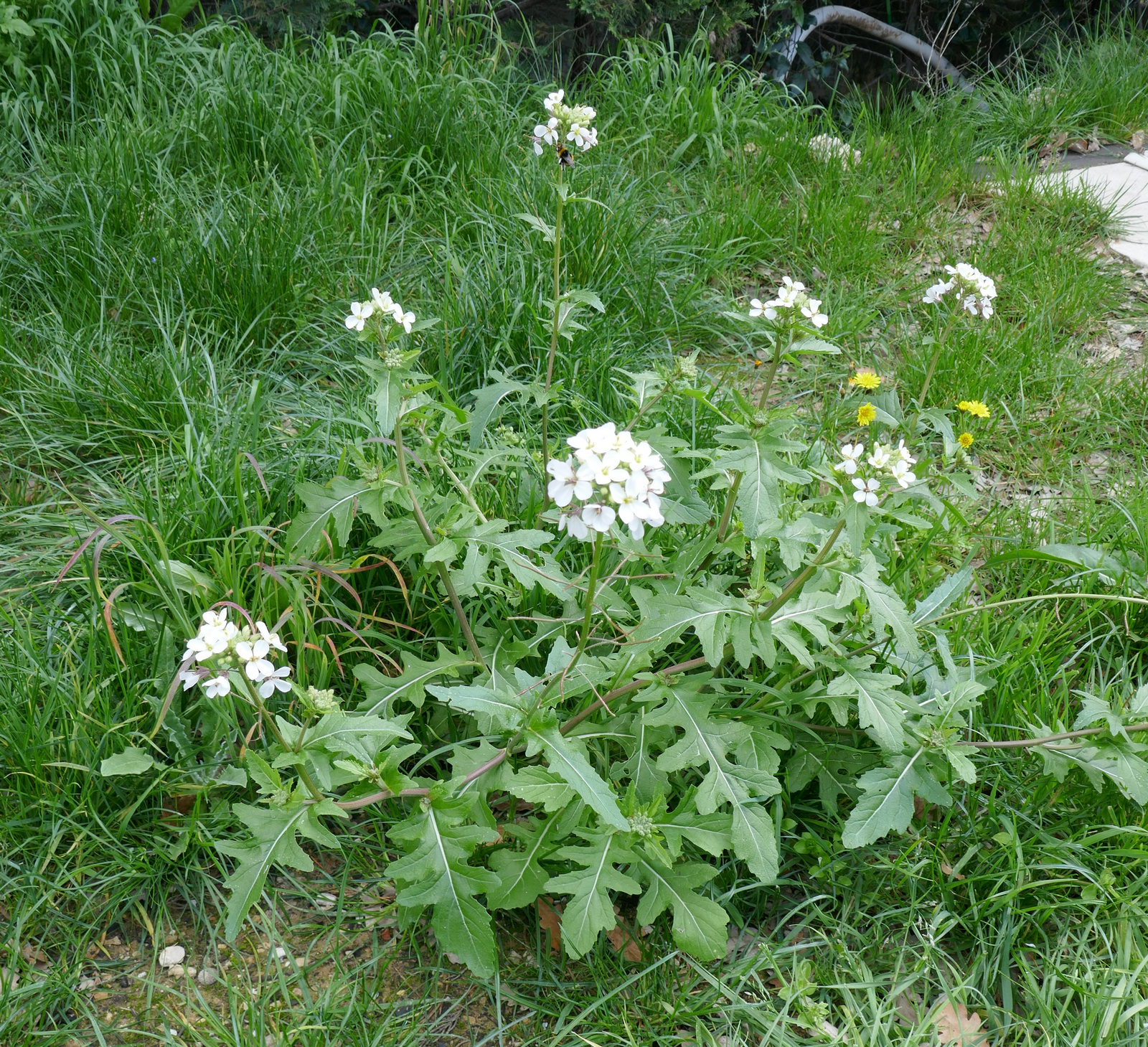 Annexe Plante entière.jpg