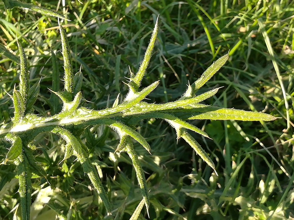 Annexe feuille chardon marie.jpg