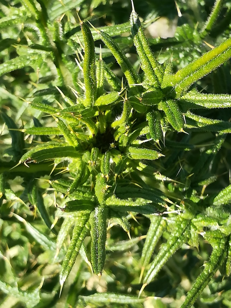 Annexe sommités chardon Marie.jpg