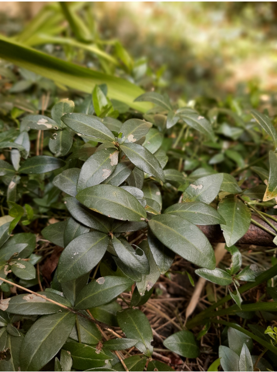 Annexe Petite Pervenche 11.jpg