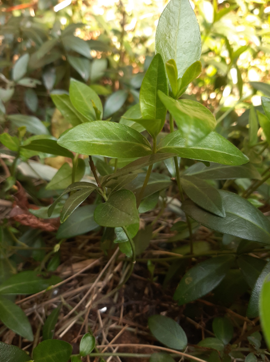 Annexe Petite Pervenche 33.jpg