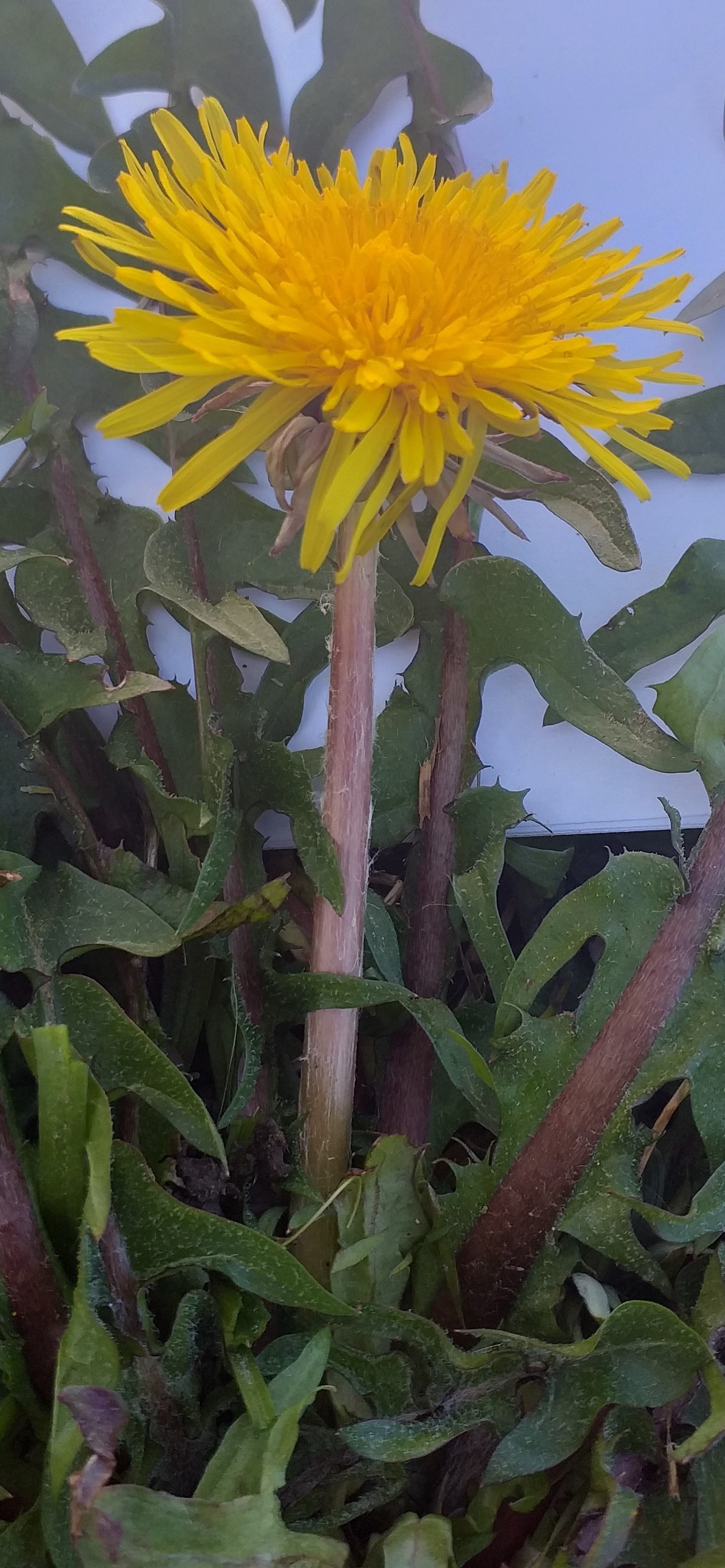 Annexe feuilles et fleurs de pissenlit pour dossier.jpg