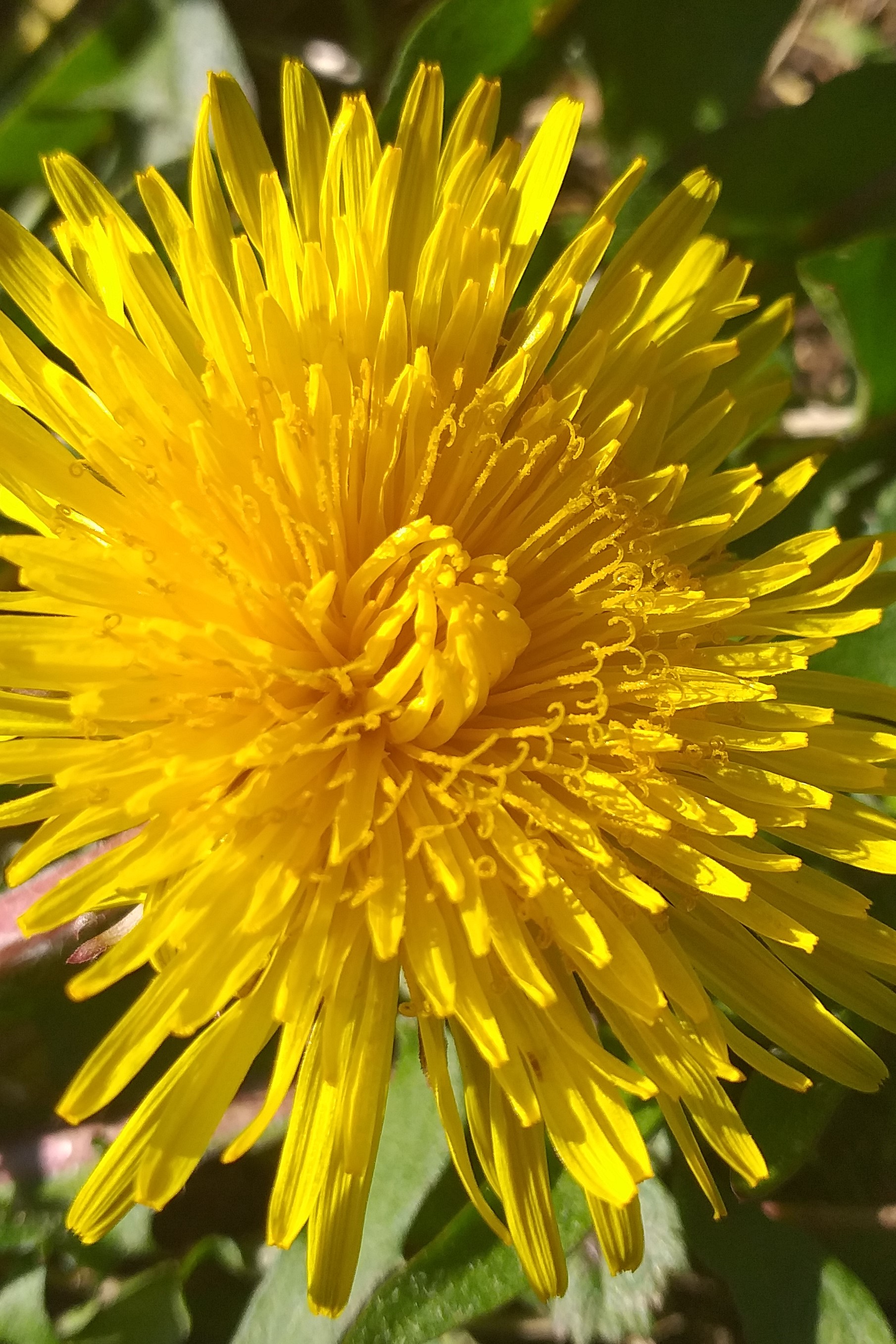 Annexe inflorescence.jpg