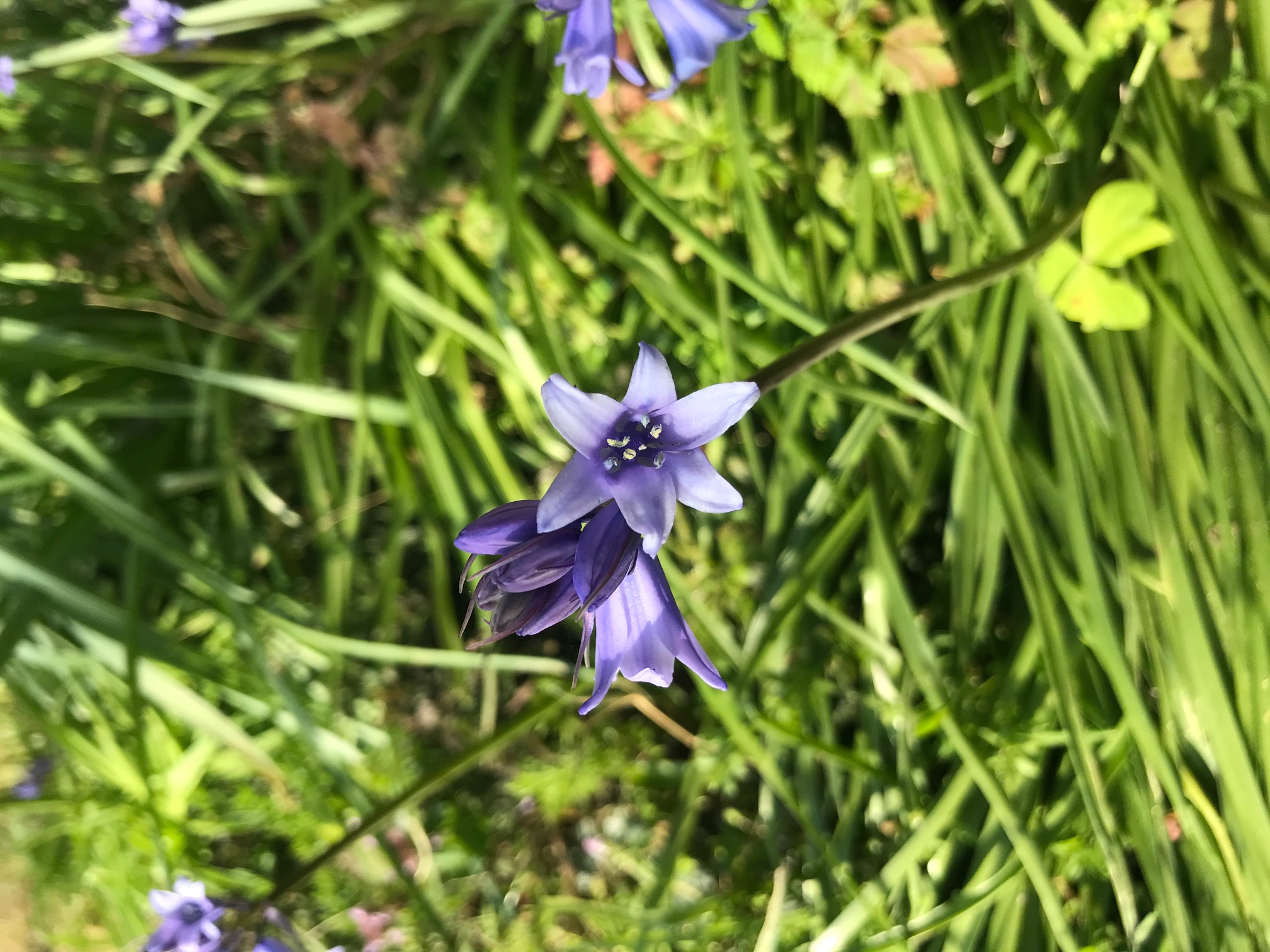 Annexe IMG_8829 (1).jpg