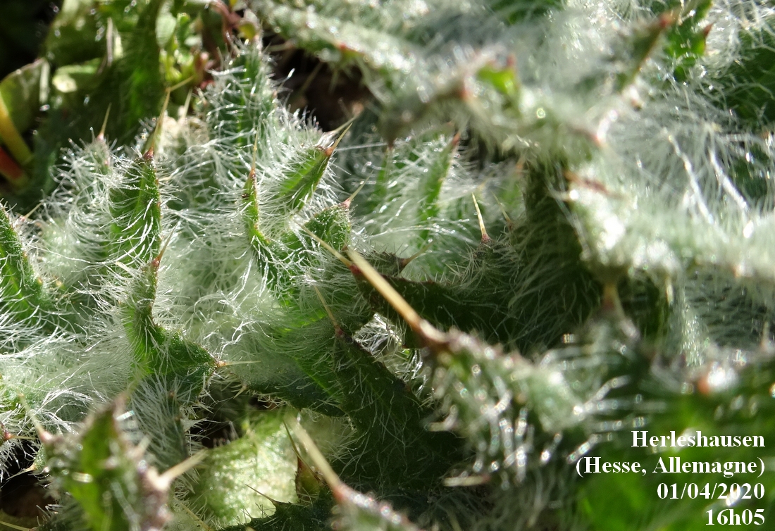 Annexe 2-Duvet-détail-JLP.JPG