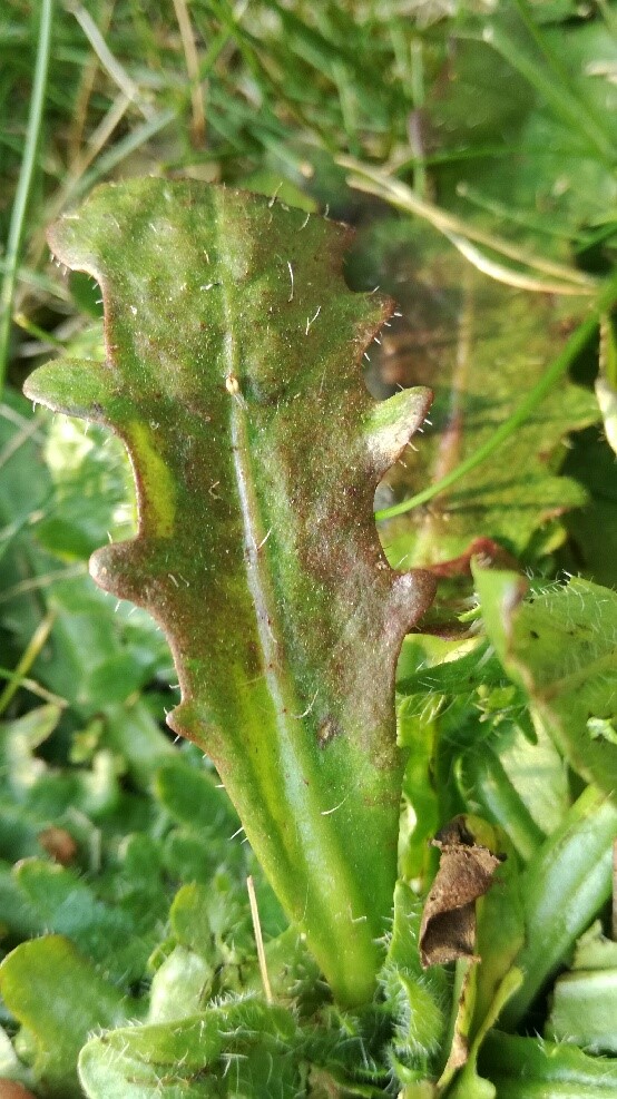 Annexe Pissenlit - Feuille.jpg