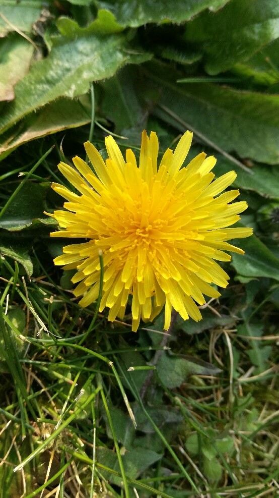 Annexe Pissenlit - Fleur.jpg