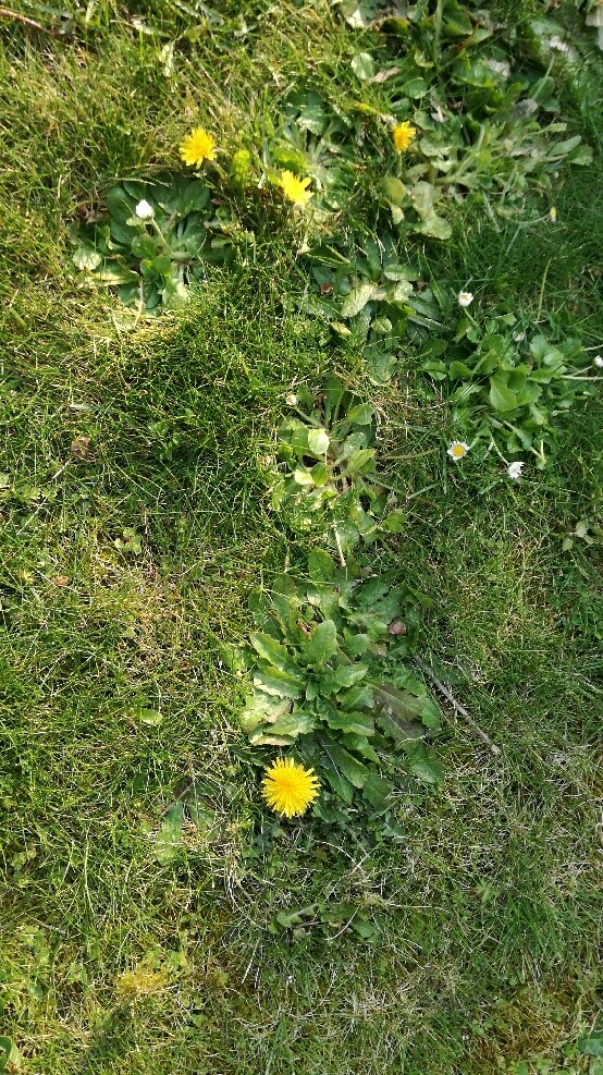 Annexe Pissenlit - Vue générale.jpg