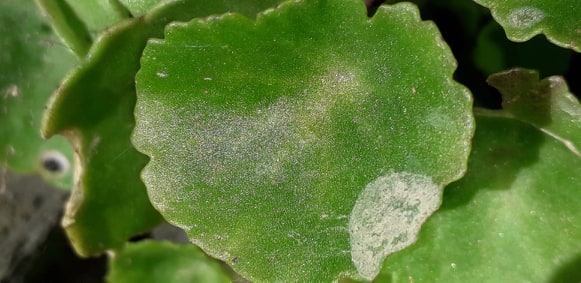 Annexe 91412476_894583144323990_4980036608599261184_n.jpg