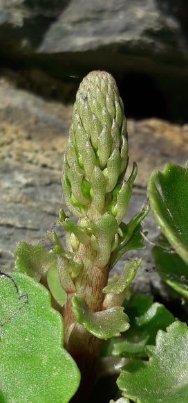 Annexe 91690088_249533682880932_1120459162531135488_n.jpg