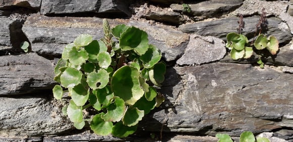 Annexe 91742388_225964348461814_3768125605082562560_n.jpg