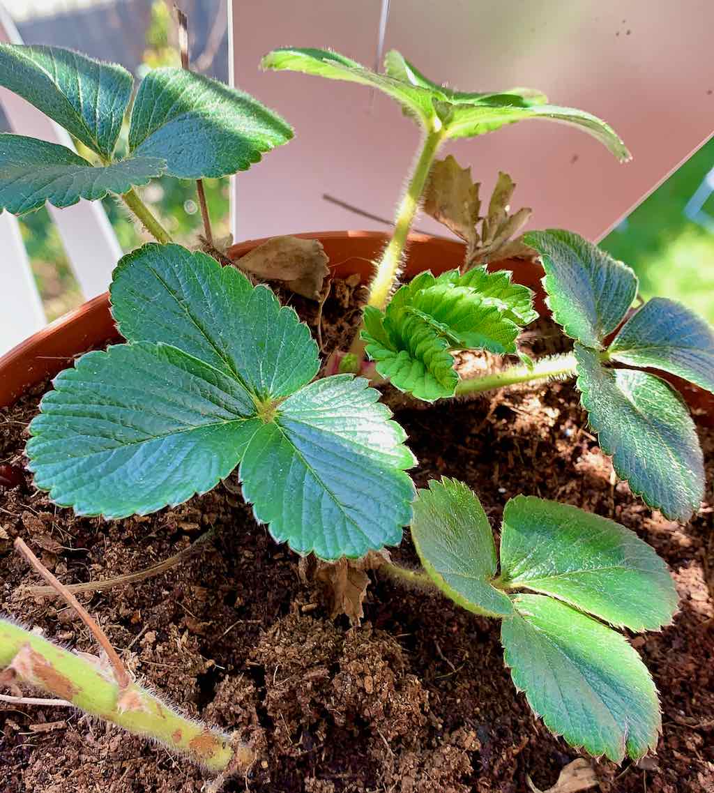 Annexe 8704B6E1-4781-461D-8C96-06A7B0DA2FAA.jpeg