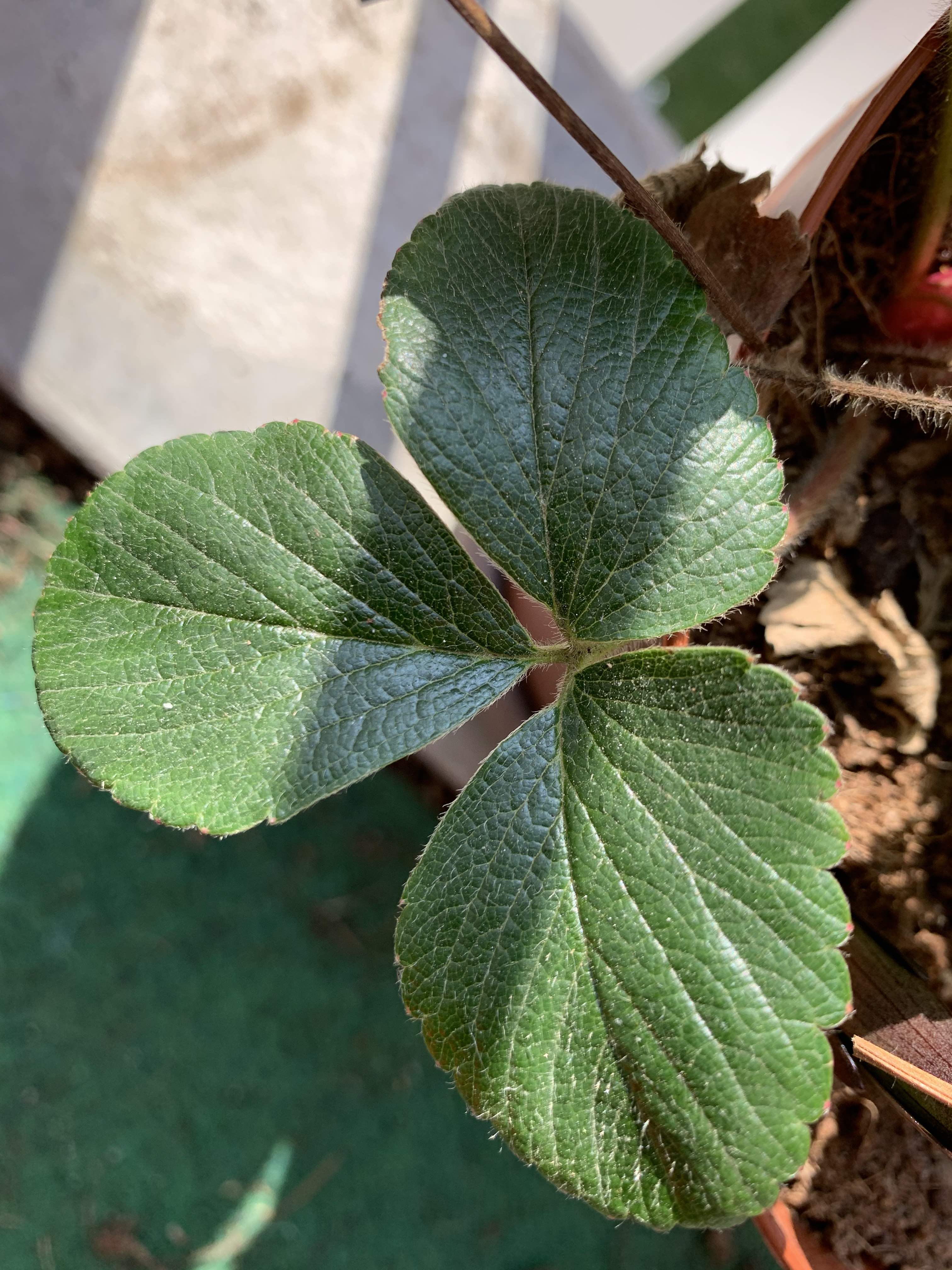 Annexe Fraisier1.jpg