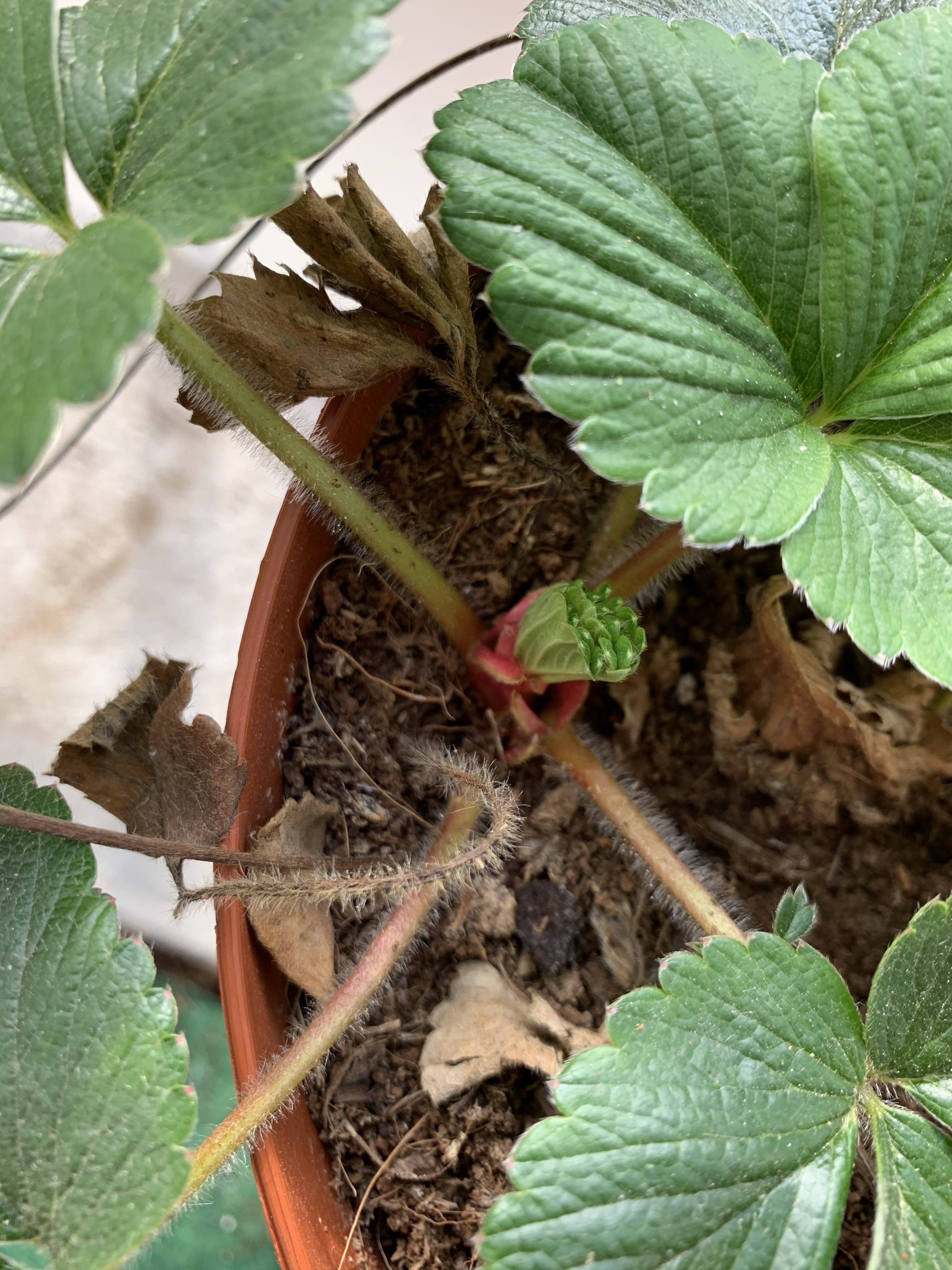 Annexe Fraisier2.jpg