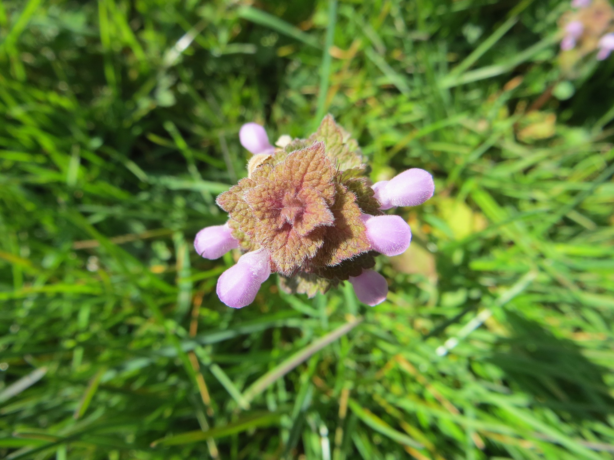 Annexe IMG_3496 - Edited.jpg