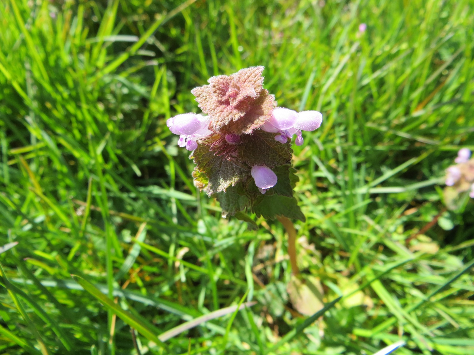 Annexe IMG_3497 - Edited.jpg