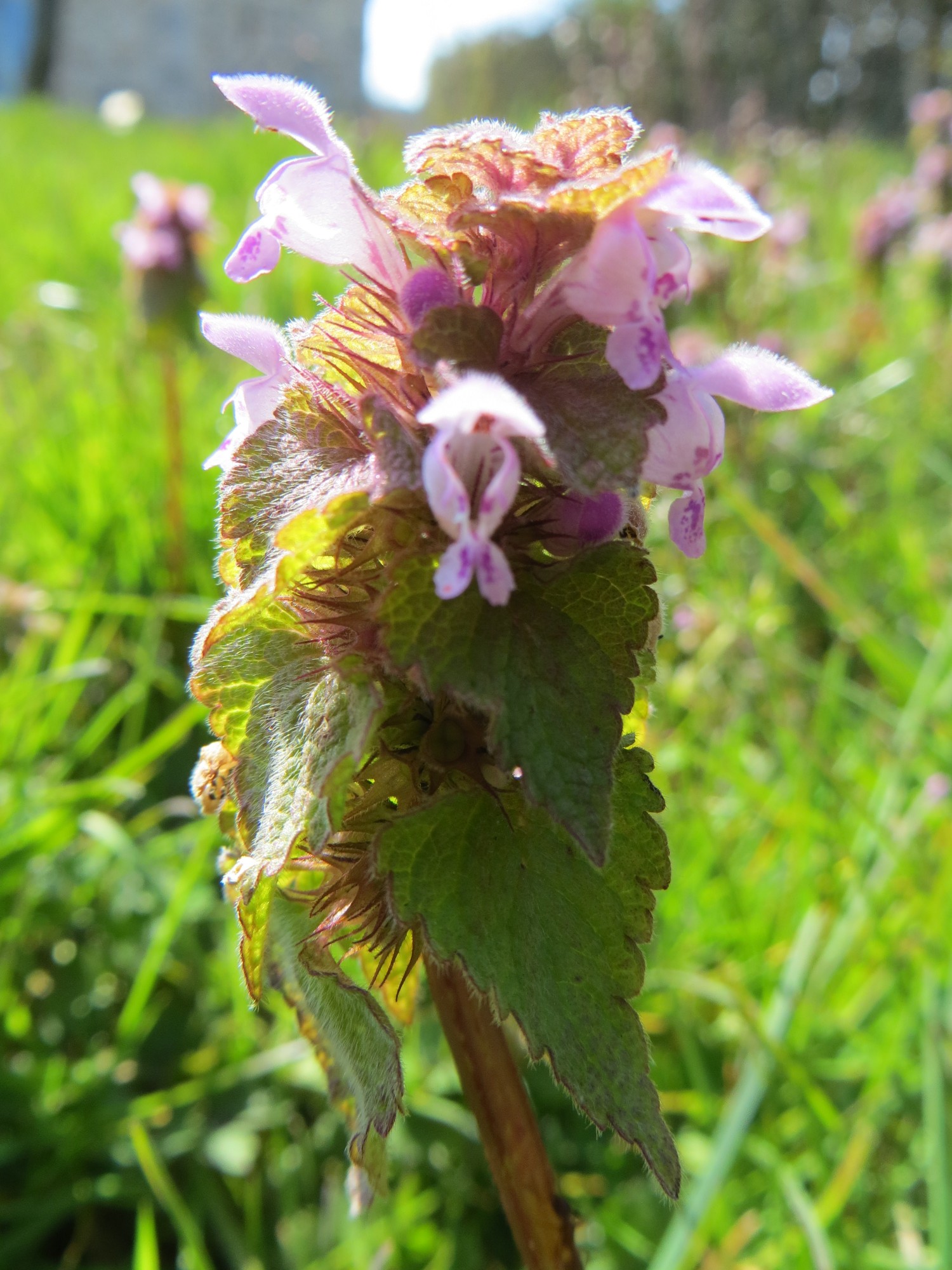 Annexe IMG_3500 - Edited.jpg