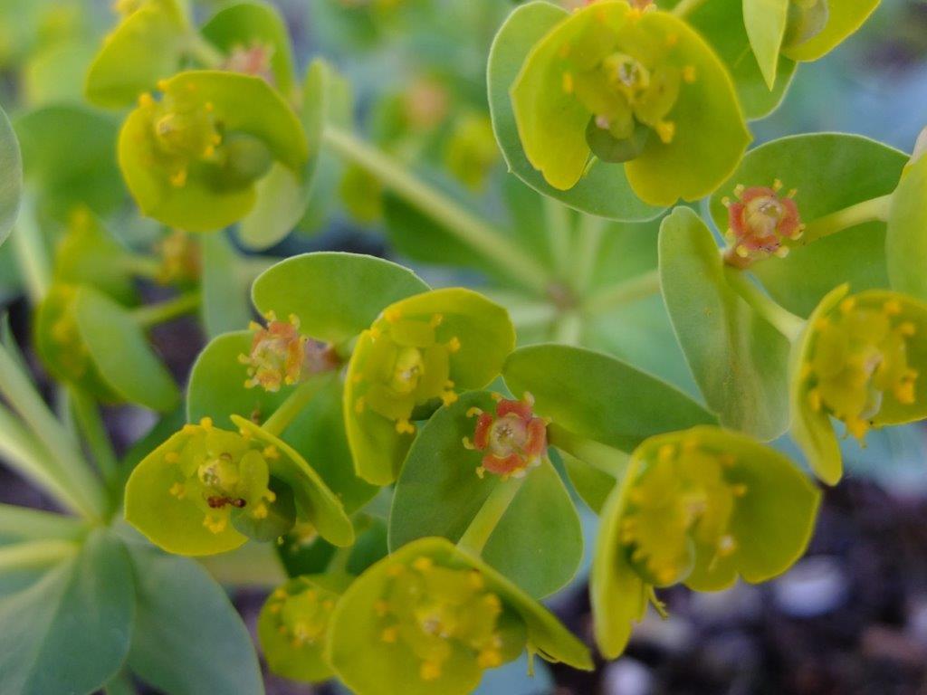 Annexe DSCF3690 (2).jpg