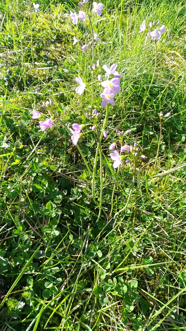 Annexe cardamine-pratensis(cardamine des prés)01.jpg