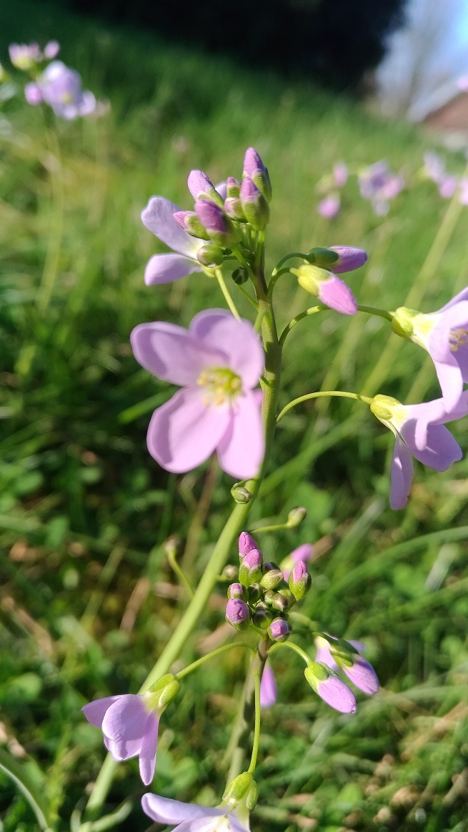 Annexe cardamine-pratensis(cardamine des prés)02.jpg