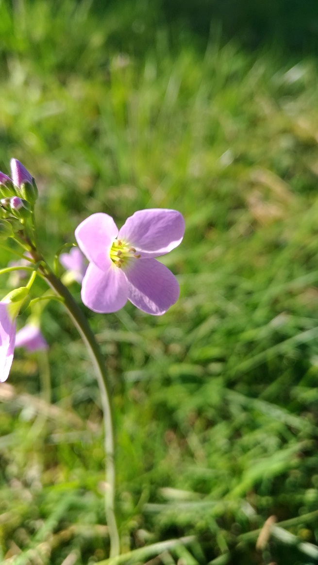 Annexe cardamine-pratensis(cardamine des prés)04.jpg